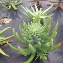 해님농장 이미지