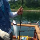 칼치랑고등어랑 이미지