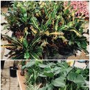 히포힐스 이미지