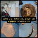 우장산동 | 우장산동 하수구막힘 세면대 바닥 물역류 심할 때 해결후기