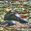 일산 호수공원에서 가을꽃 축제를 한다 합니다. 이미지