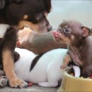 도담이네 이미지