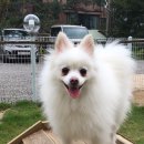 애견랜드 이미지