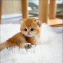 캣스토리 고양이분양 일산본점 | 마음 놓고 만날 수 있었던 일산 고양이분양, 일산고양이분양 "캣스토리 고양이분양 일산본점"