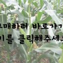 농사꾼양반