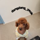 애견미용실 이미지