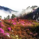 연신네
