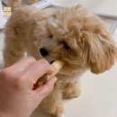 나이스가위 | [상품리뷰] 셀프미용 도전! 바비온 커브가위 E2-701C 내돈내산 솔직 후기