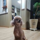 도도멍 이미지