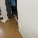 오름요양병원 | 🐶 노견 강아지 췌장염 치료 | 전신마취 부작용 (땡이 돌보기)