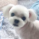까꾸까 | 김포 애견미용 강아지미용 추천:) 까꾸까