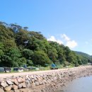 완도 맹선리 상록수림 이미지