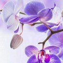 행복한 하루 이미지