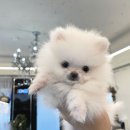 퍼피힐 강아지분양 이미지