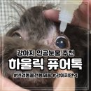 강아지톡 | 강아지인공눈물 추천 하울릭 퓨어톡 솔직 사용후기