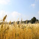 밀밭 이미지