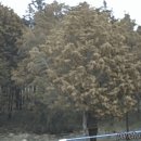 삼나무 꽃가루.gif 이미지
