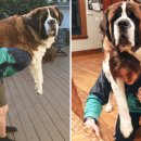 미다스펫 이미지