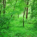 숲(Forest) 이미지