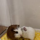 달빛 햄스터리 서울점 | 서울 기니피그 분양, 건강하게 시작하고 싶다면 달빛햄스터리 서울점