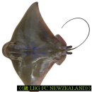 위험한 뉴질랜드 바다생물 이미지