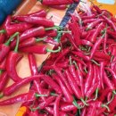 빨간고추 이미지