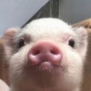 주영프라자 | 토브돈가츠 내돈내산, 남편 추천으로 갔다가 재방문 다짐한 솔직후기 (의왕 돈까스 맛집, 의왕 점심 추천)