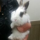 장우진동물병원 이미지