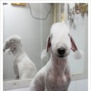 몽몽이애견미용 이미지
