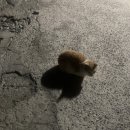 상남족발