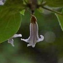 오동나무어린이공원 이미지