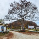 비내길 1구간 | 충주가볼만한곳 충주비내섬 가을 산책(with 가슴앓이 원곡 양하영)