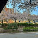 염리초교 | [공덕역 술집] 벚꽃 야장 포차거리 후기 🌸 | 웨이팅 필수지만 분위기 미친 곳