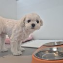 쉬다가개 애견호텔유치원 | 쉬다가개 애견호텔&amp;유치원 다녀왔어요