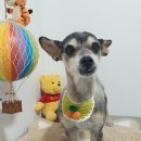 심쿵하개 이미지