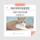 해운대 케이 동물병원 이미지