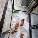 수원시바견 이미지