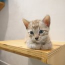 묘랑묘랑 일산점 이미지