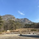 산정파인트리