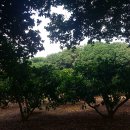 위미동백군락 이미지