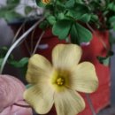 골드러쉬 이미지