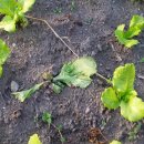 비젼농장 이미지