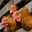 유영훈농장 이미지