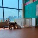 등교하개 이미지