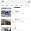 멍이랑냥이랑 네이버블로그