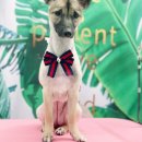 두유네 애견미용실 이미지