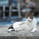 동네고양이 이미지