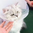 고양이 무마취 미용전문 이미지