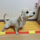 더미양 이미지