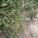 신지면-3 이미지